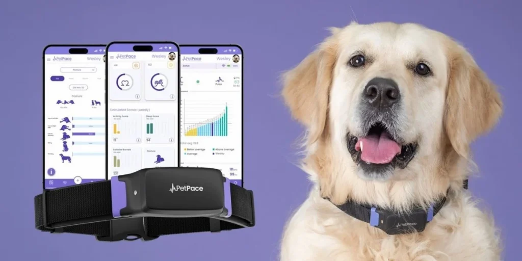 Collar Technologies: Smart Solutions for Pets, People, and Livestock