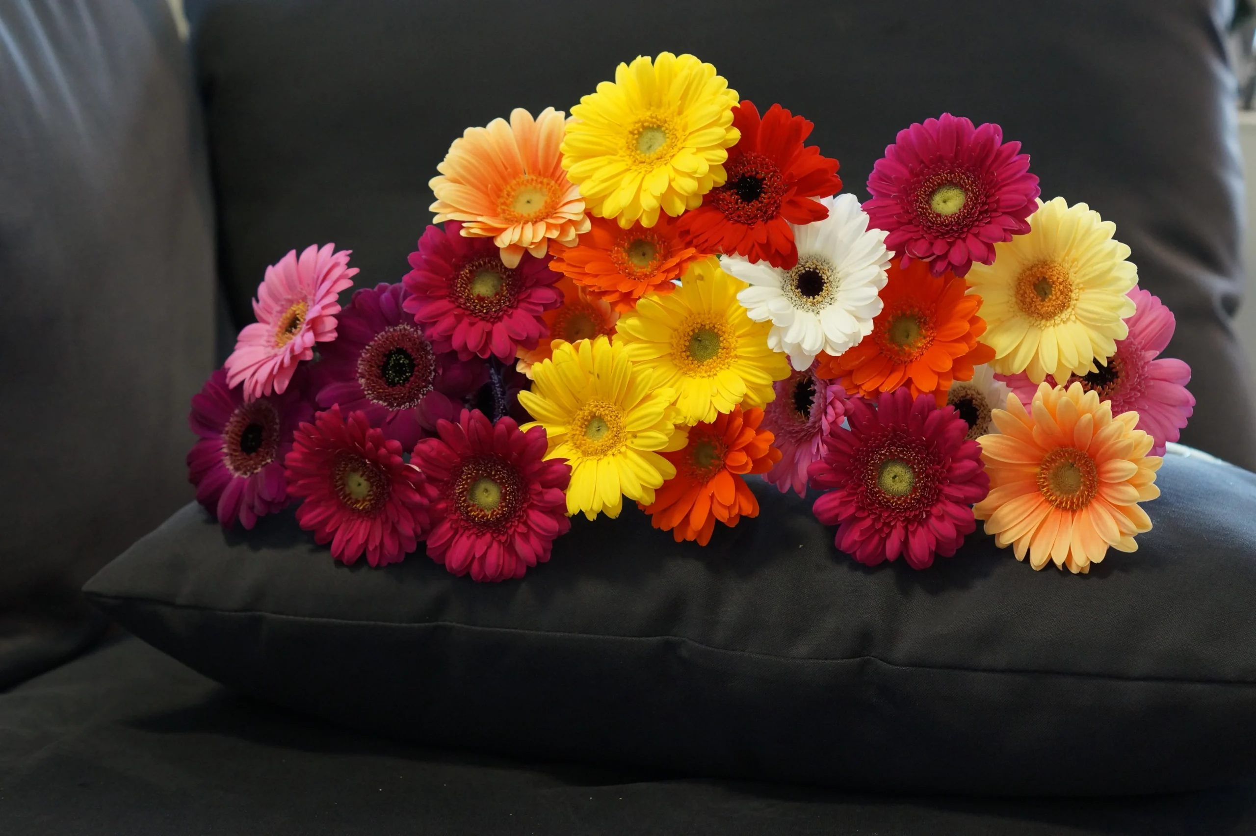 Germini Flowers: The Cheerful Mini Daisies That Brighten Any Space