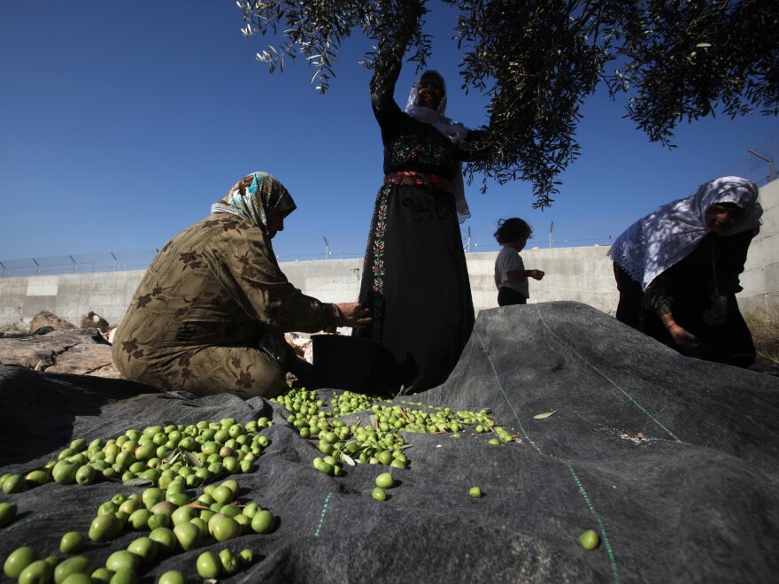 Palestinian Olive Oil: A Rich Heritage From Grove to Glass